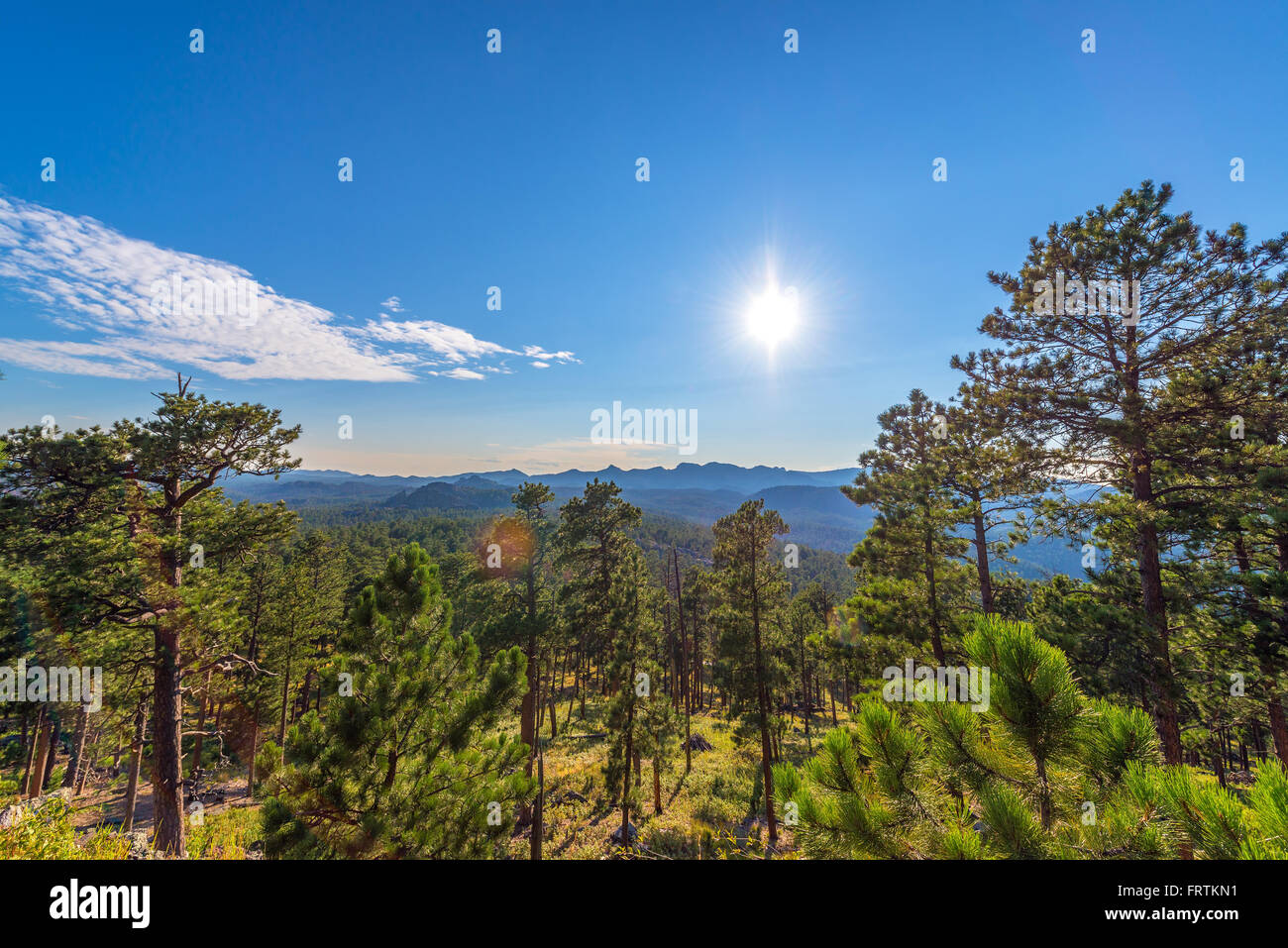 Densely forested landscape in Custer State Park in the Black Hills of South Dakota Stock Photo