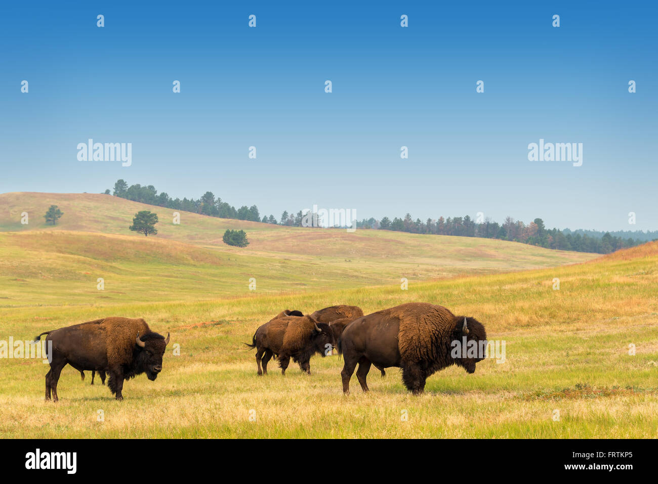 View of bison in Custer State Park in the Black Hills in South Dakota Stock Photo