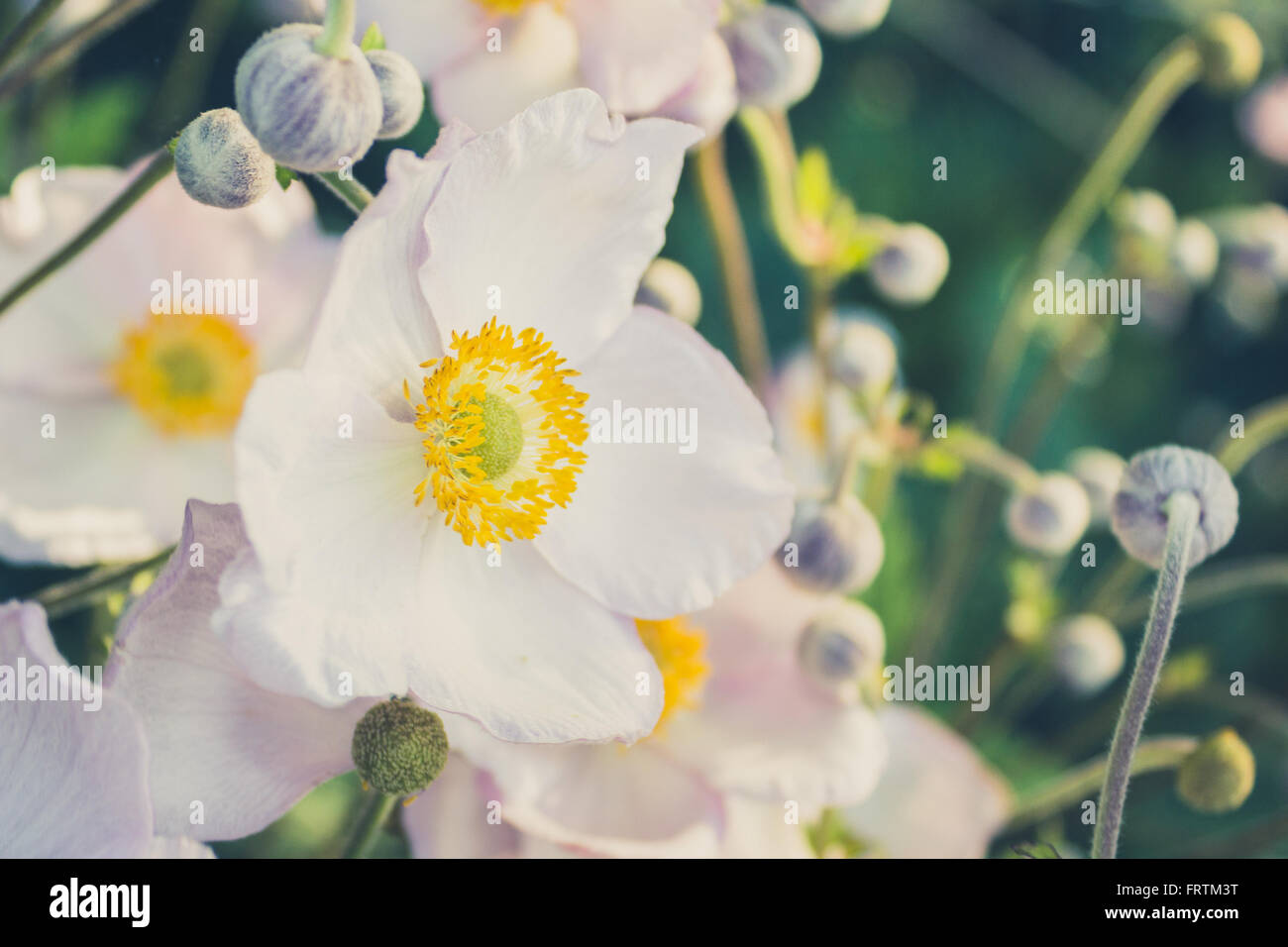 white anemone flower in meadow - vintage look filter Stock Photo