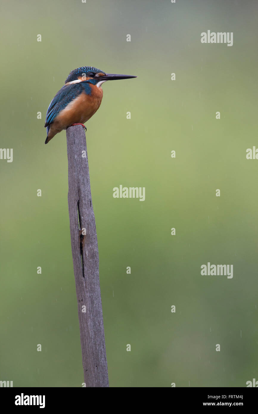 Common Kingfisher Alcedo atthis Male single portrait on long stick in Mai Po Hong Kong Stock Photo