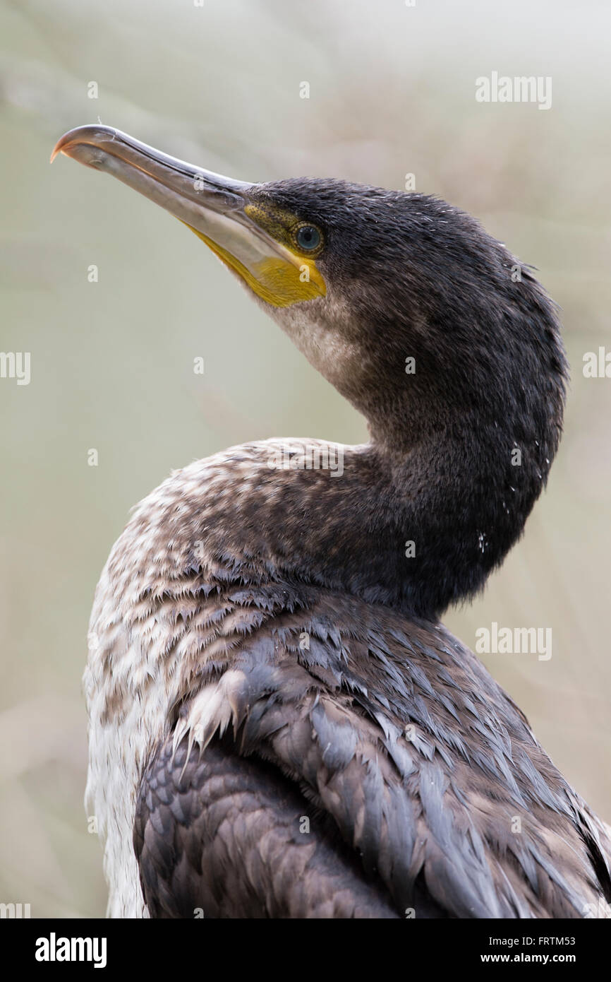 Cormorant Phalacrocorax carbo Single Juvenile portrait side profile at
