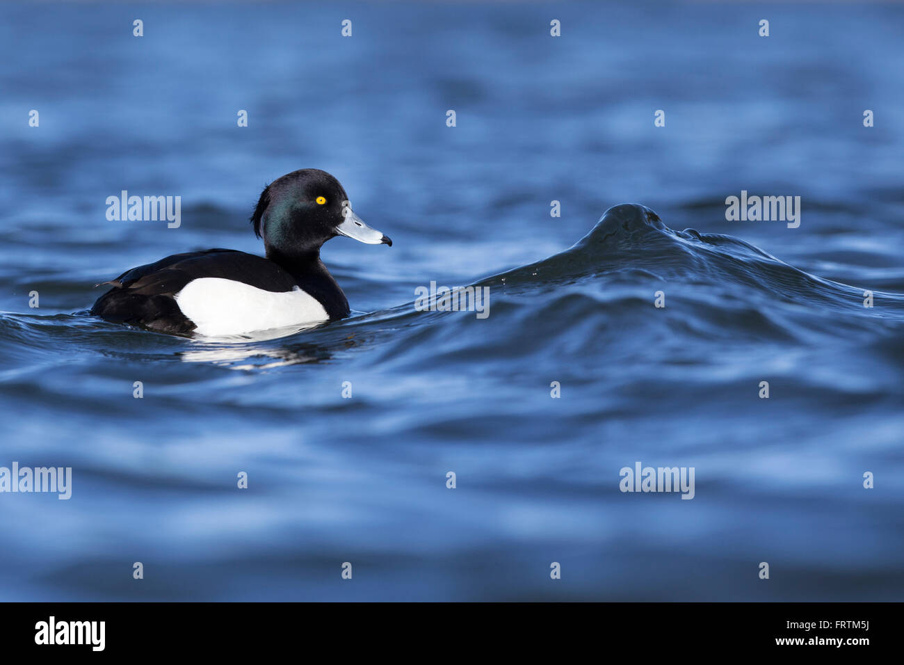 Tufted Duck Aythya fuligula portrait braving riding waves to left of wave motion in Cornwall UK Stock Photo