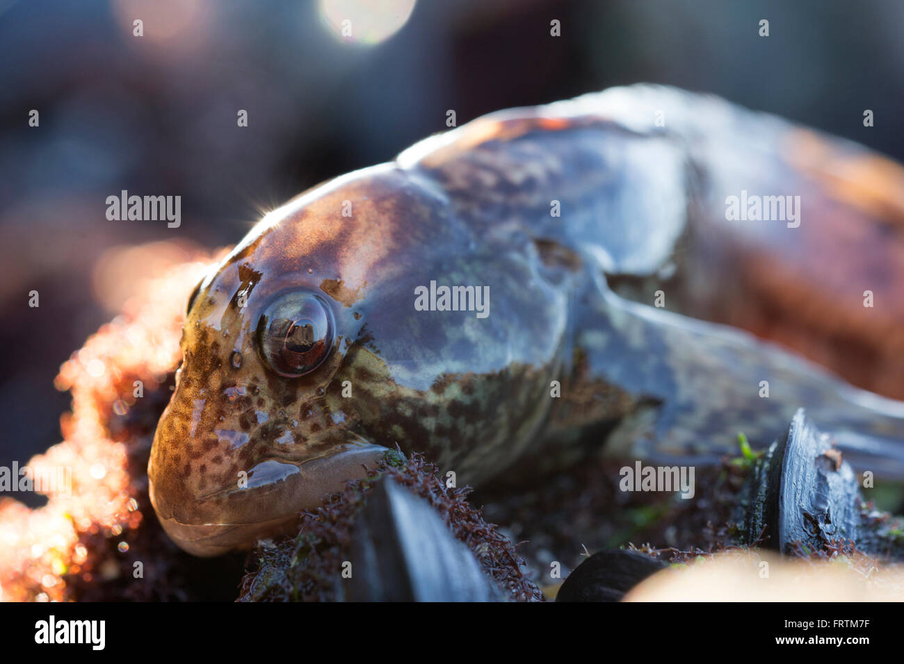 Common Blenny Blennius pholis Single among mussels and seaweed in Rockpool at Godrevy, Cornwall, UK Stock Photo