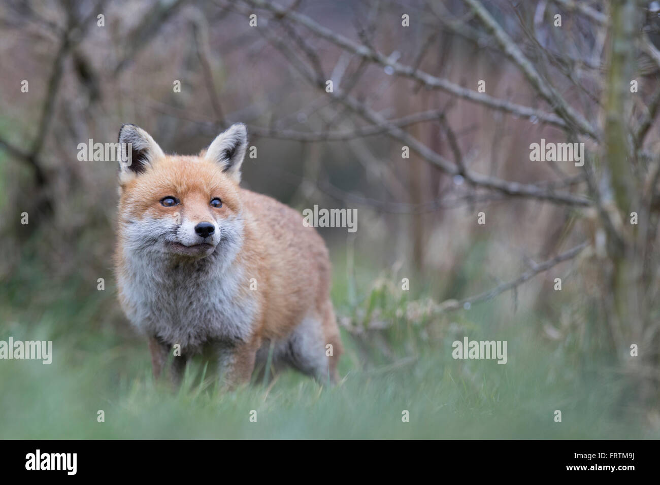 Fox Vulpes vulpes single in Cornwall UK Stock Photo