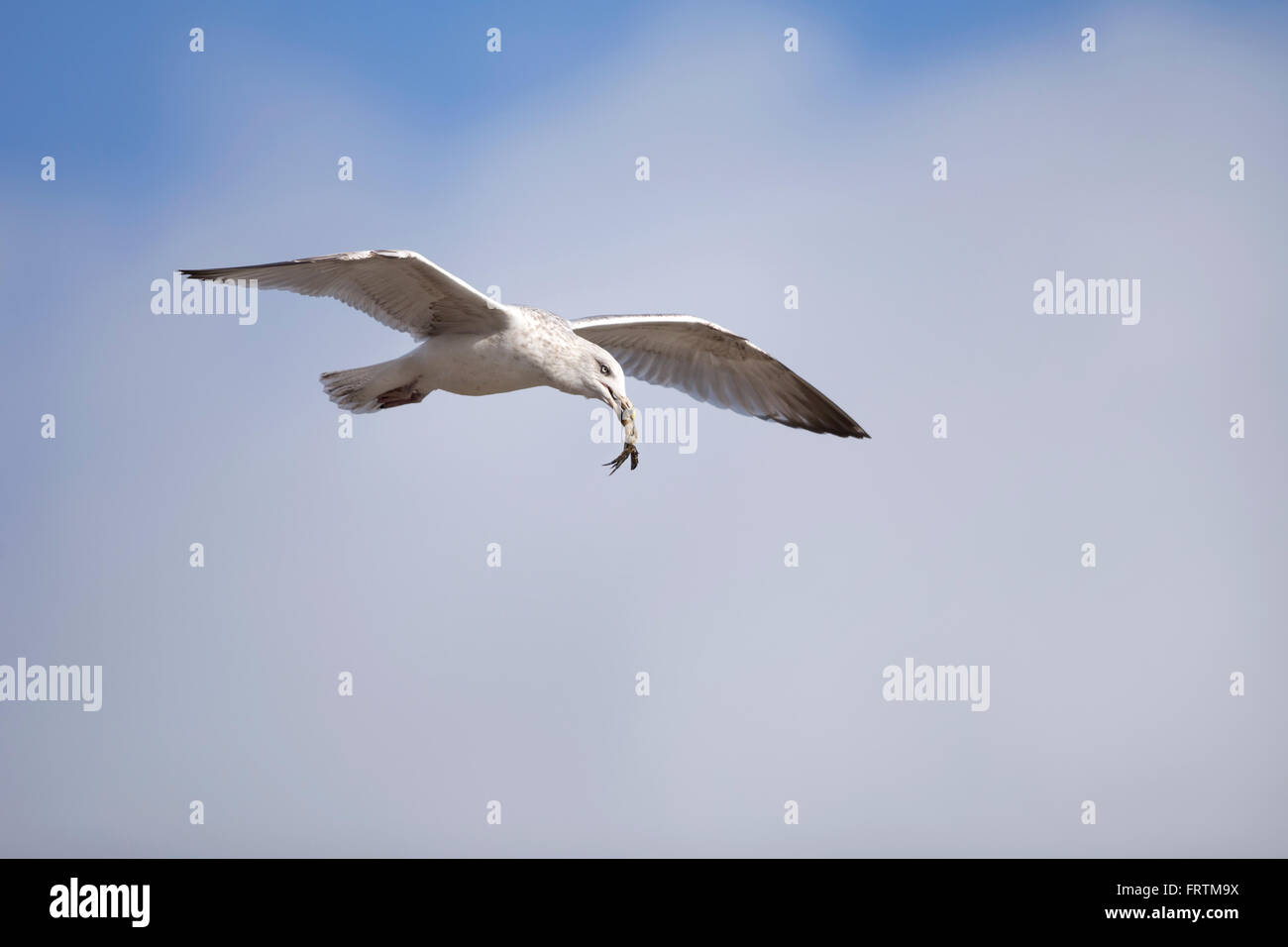 Herring Gull Larus argentatus juvenile single flying in sky with crab in beak at St. Ives