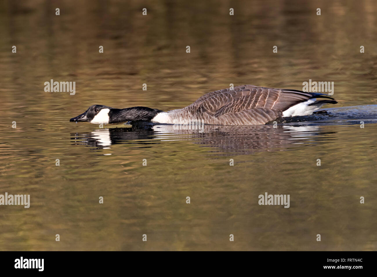 Canada goose (Branta canadensis) swimming, Hamburg, Germany, Europe Stock Photo