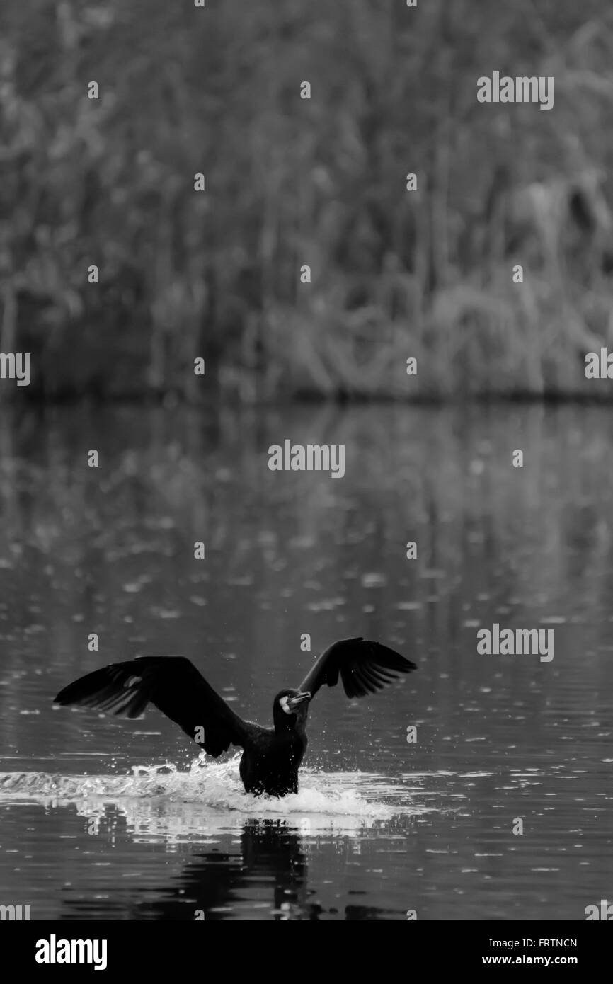 Ditching great black cormorant Stock Photo
