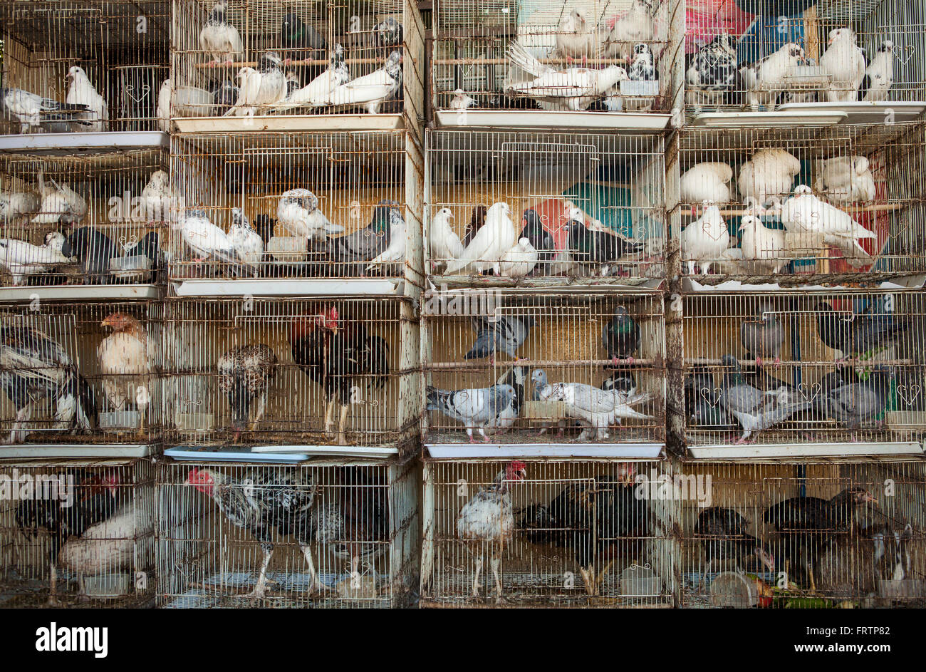 Pigeons and chickens in cages in the market. Salalah, Oman. Stock Photo