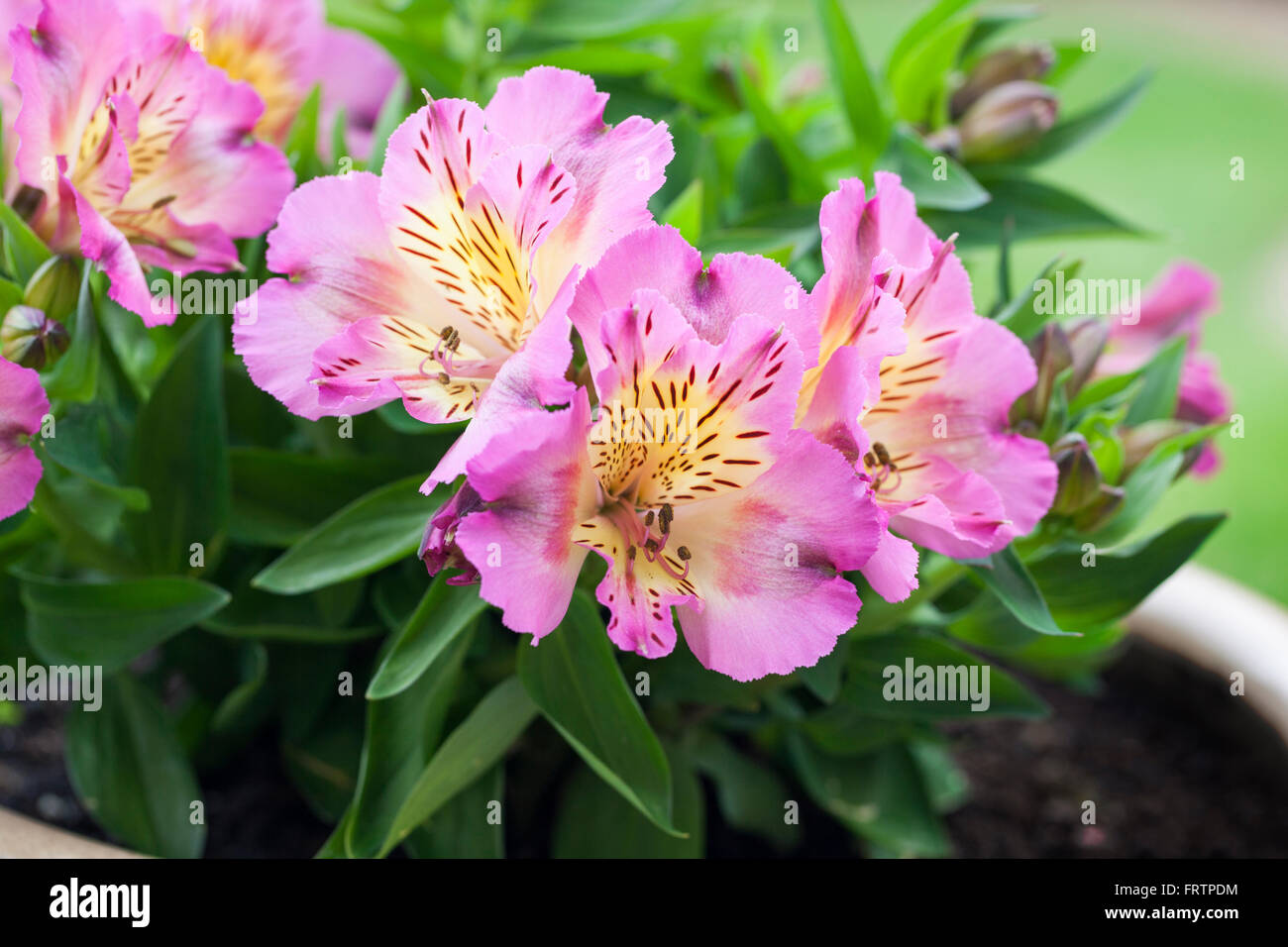 Close up of Alstroemeria Inticancha Sunday flowering in summer in the UK Stock Photo