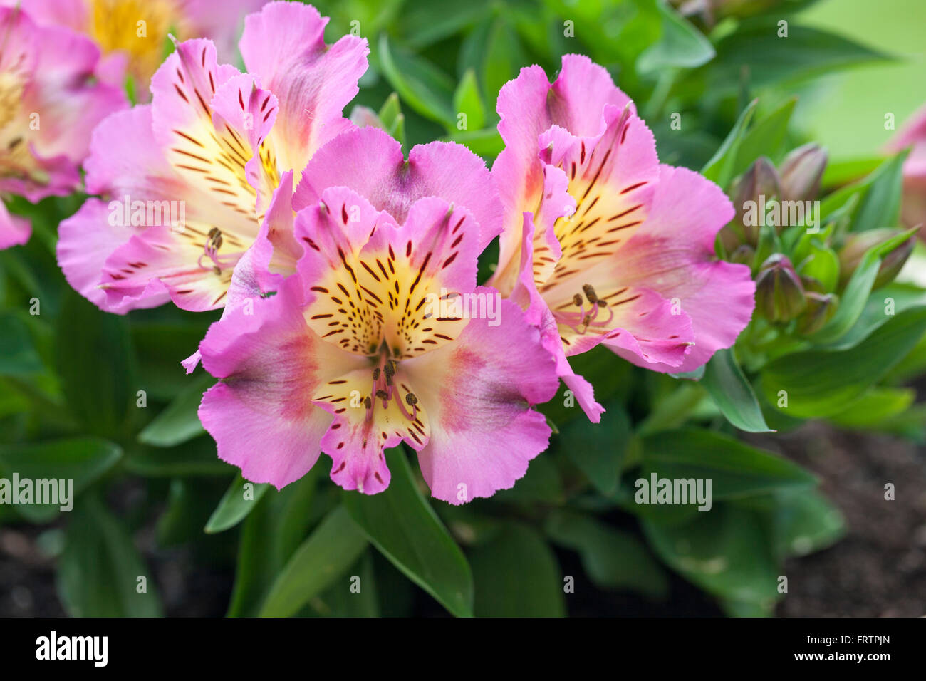 Close up of Alstroemeria Inticancha Sunday flowering in the UK Stock Photo