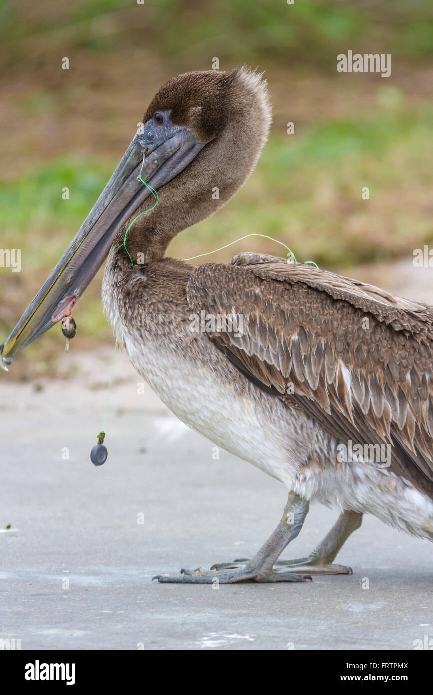 Injured juvenile Brown Pelican, with fishing hook and line in bird's bill. On Pelican Island in Galveston, Texas. Stock Photo