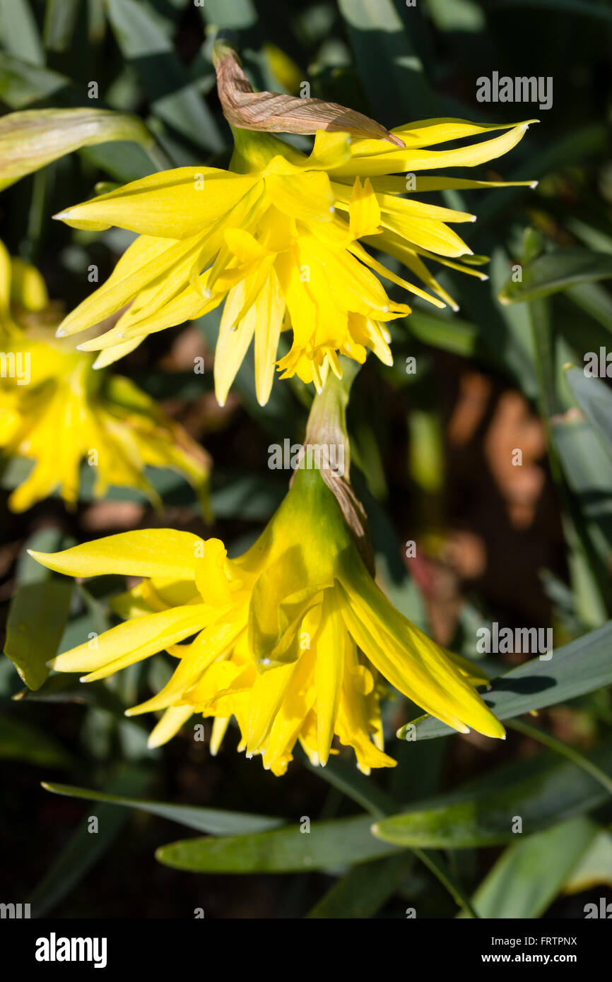 Double flowers of the small, March flowering daffodil, Narcissus 'Rip van Winkle' Stock Photo