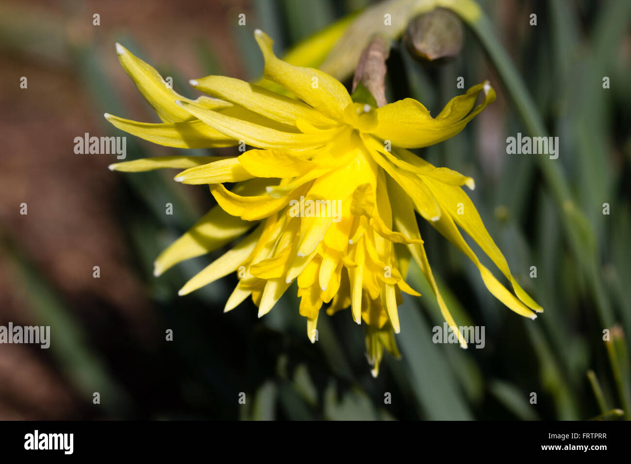 Double flower of the small, March flowering daffodil, Narcissus 'Rip van Winkle' Stock Photo