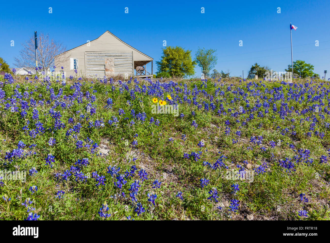 Bluebonnets with Cabins and ruins at Old Baylor Park in Independence, Texas. Stock Photo