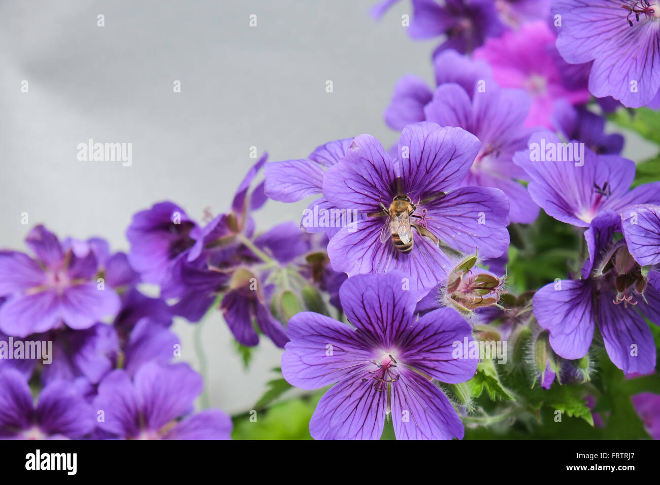 purple cranesbill with a bee sitting right in the center, collecting pollen. Stock Photo