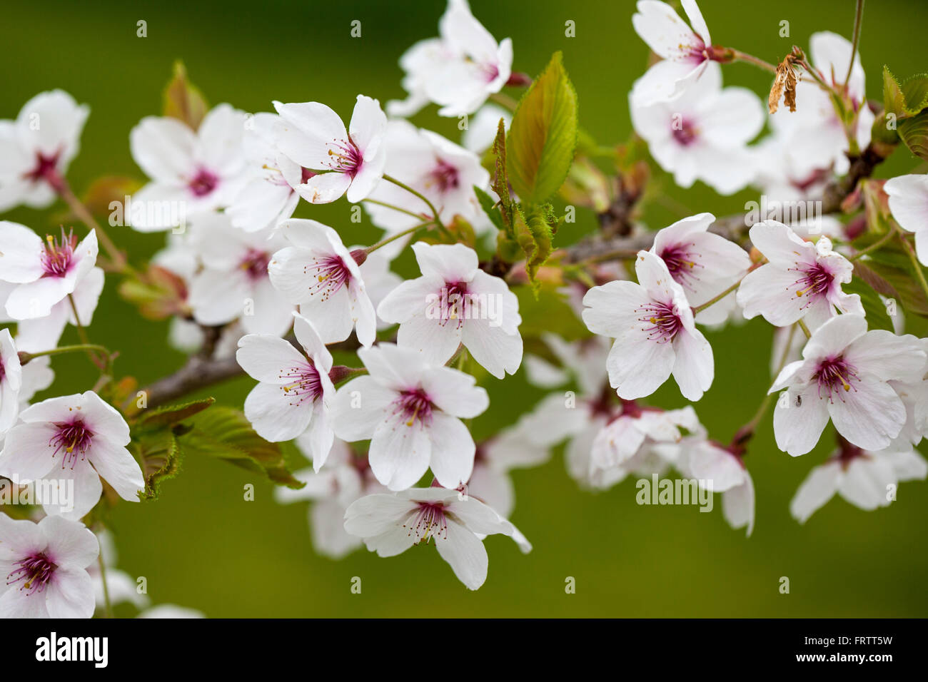 Close up of Japanese flowering cherry blossom - Prunus x Yedoensis flowers flowering during spring in an English garden, England, UK Stock Photo