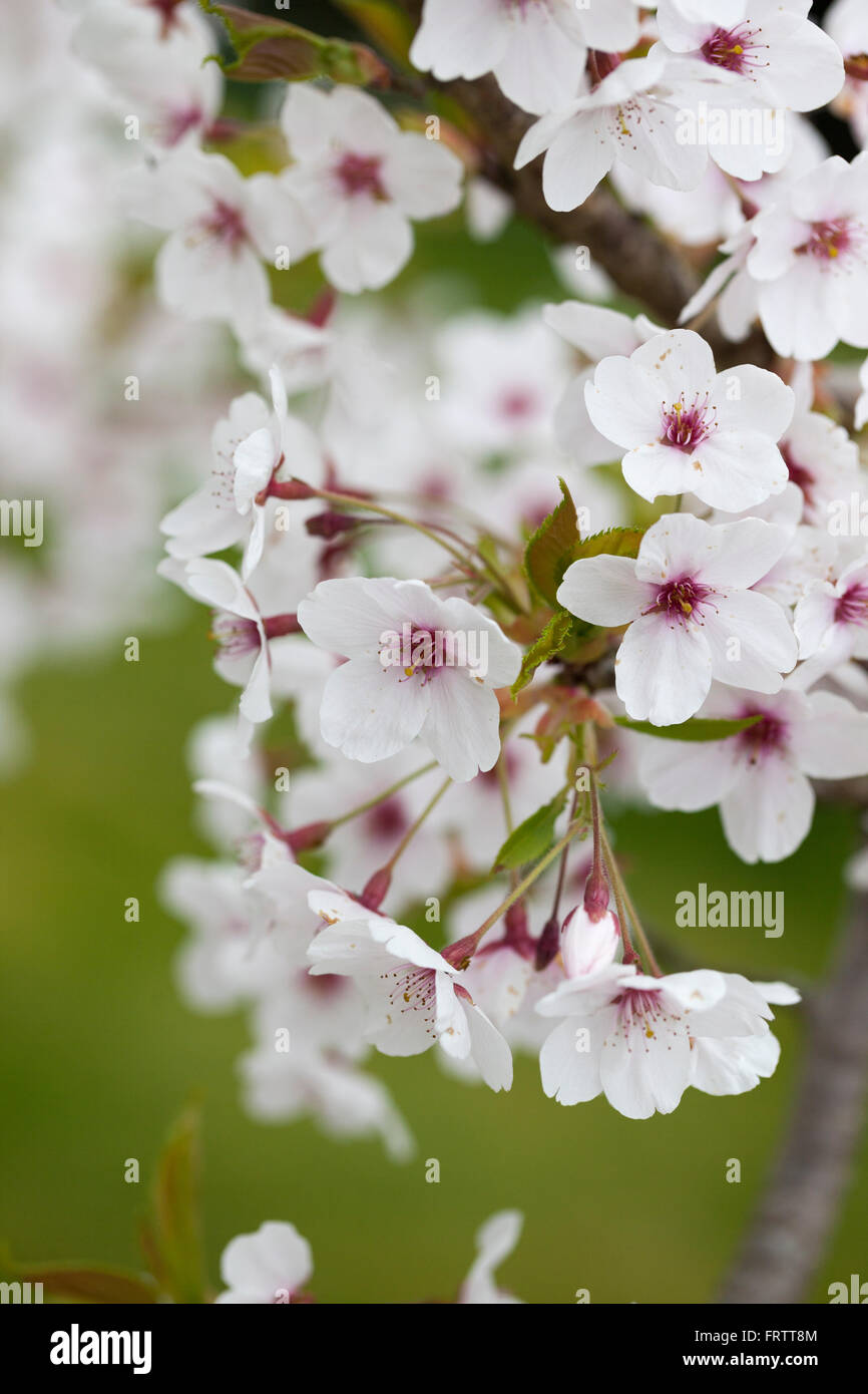 Close up of Japanese flowering cherry blossom - Prunus x Yedoensis flowers flowering during spring in an English garden, England, UK Stock Photo