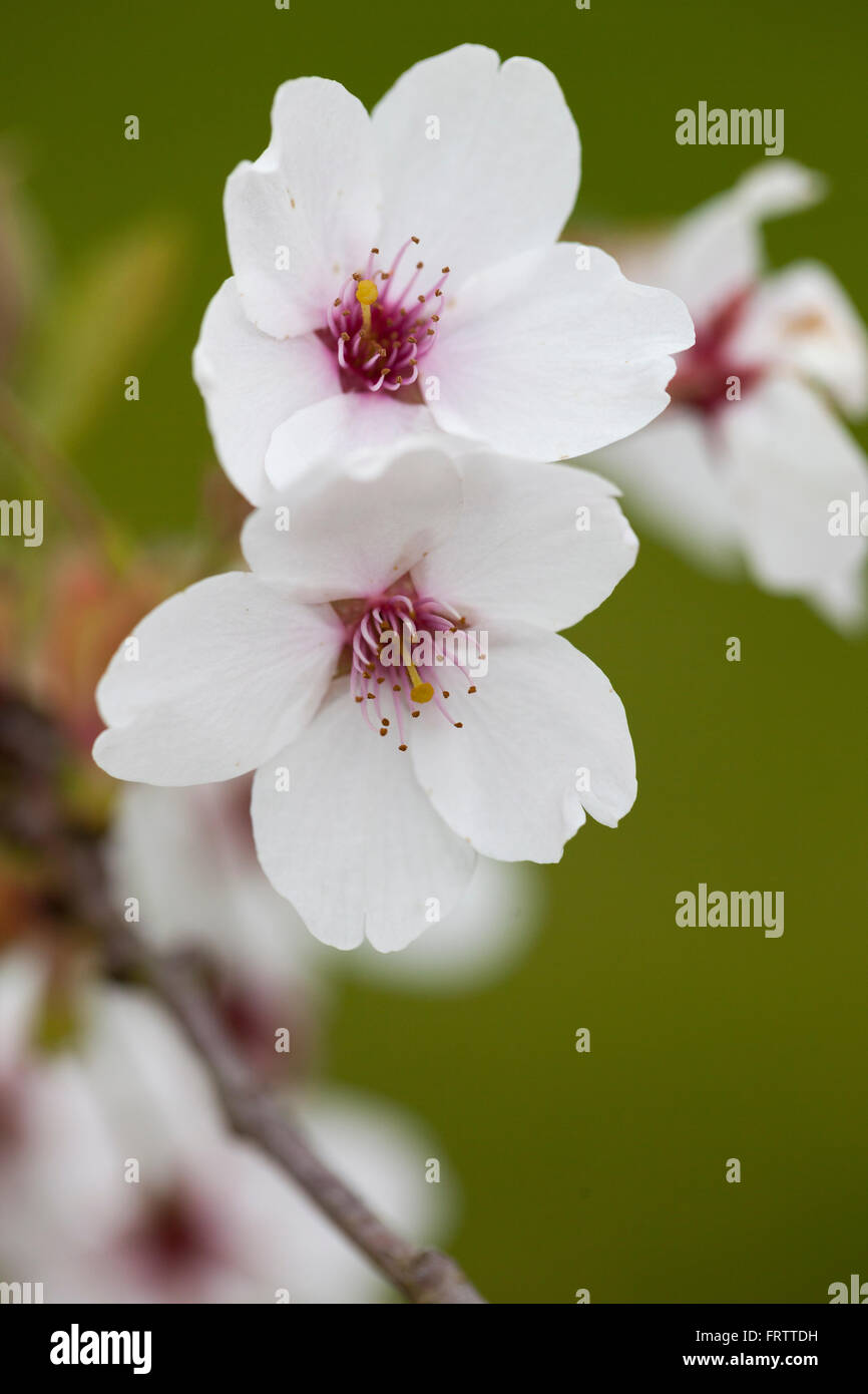 Japanese cherry blossom petals hires stock photography and images Alamy