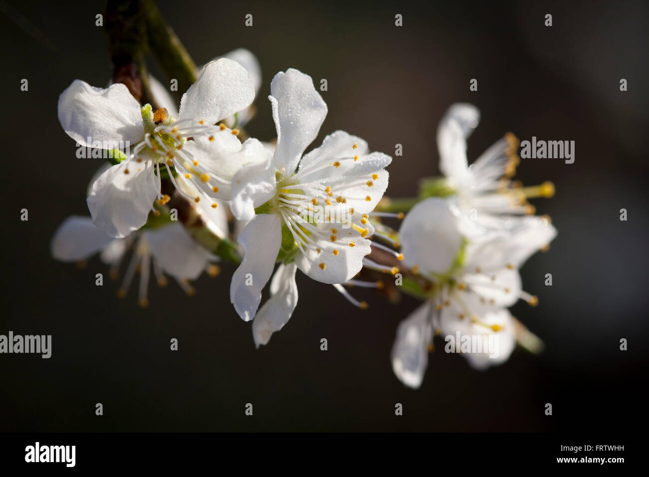 A close up detailed picture of the bright white blossom of a plum tree, covered in early morning dew in the mornign sunshine. Stock Photo