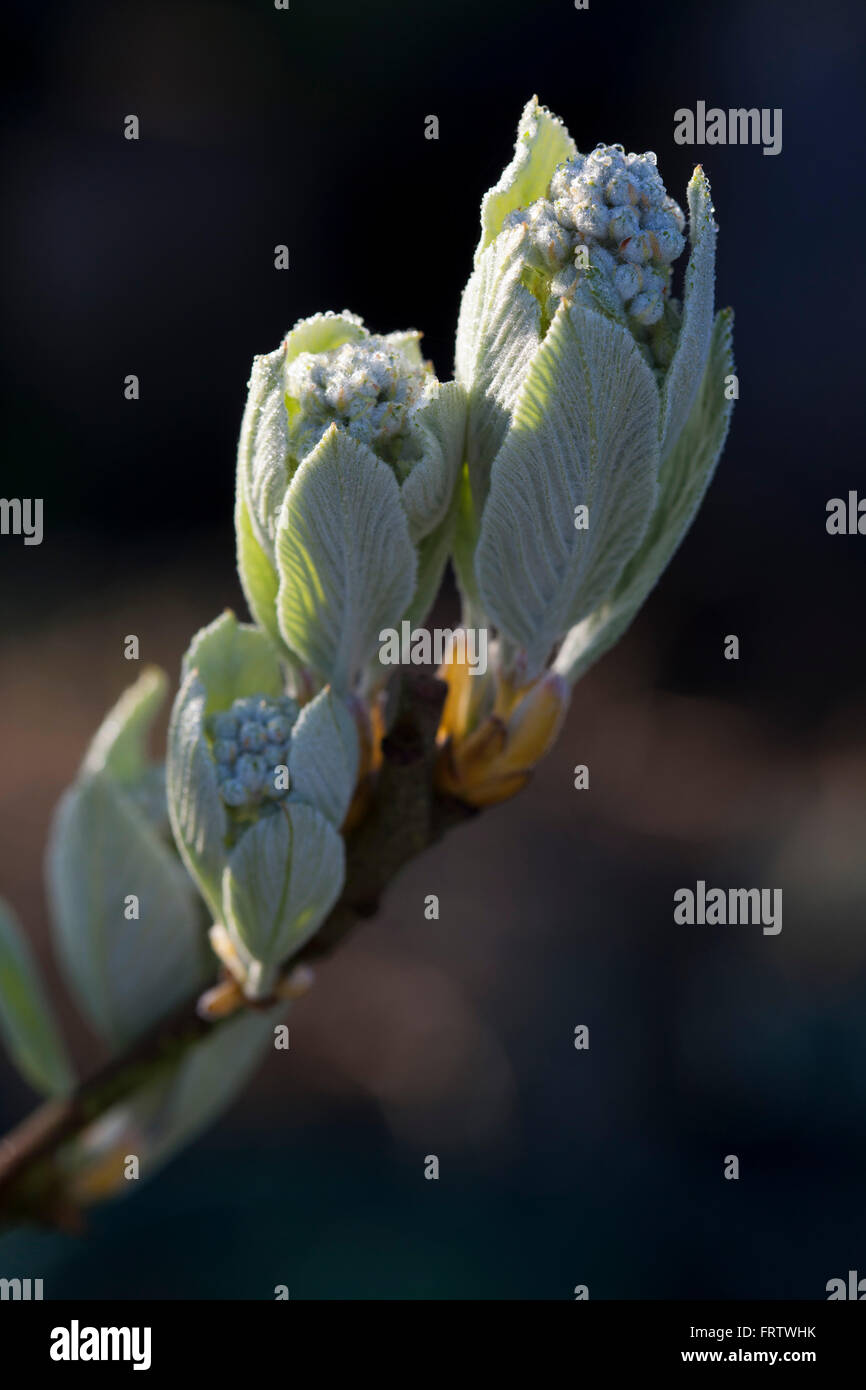 The tight buds of a small fruit tree start to open in the spring