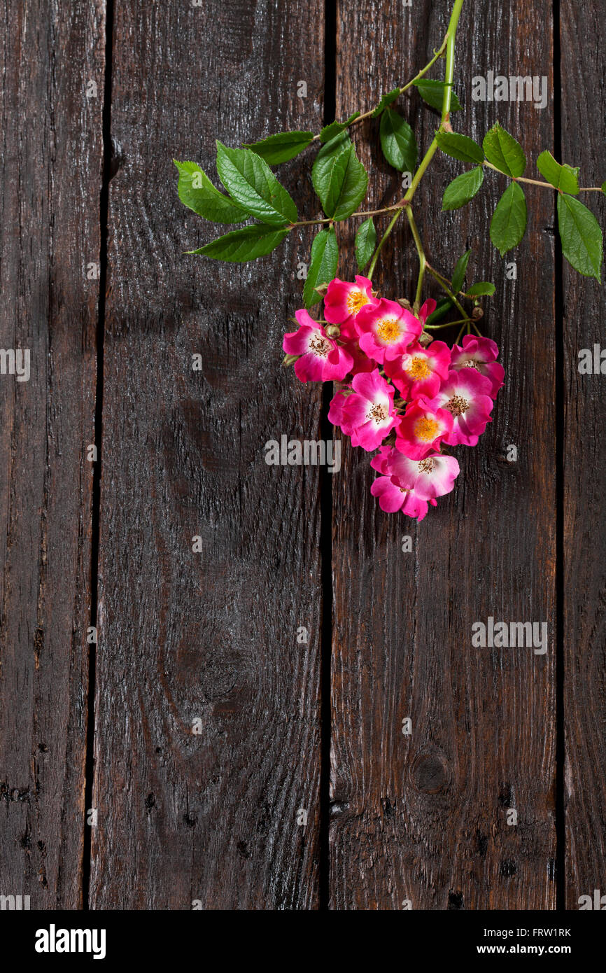 Pink shrub roses on dark wood Stock Photo
