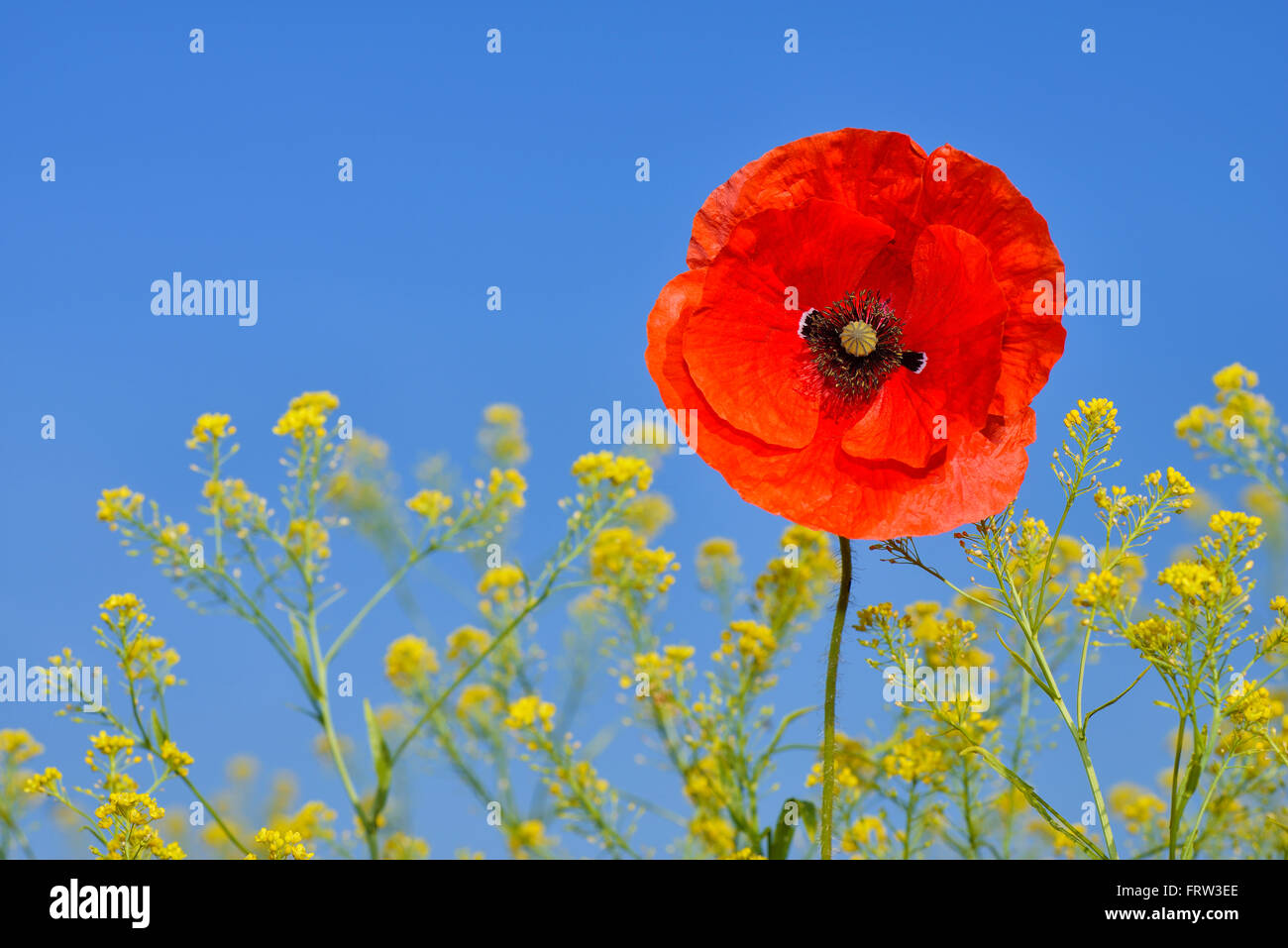 Papaver rhoeas, Common Poppy, Red Poppy, against clear blue sky Stock Photo