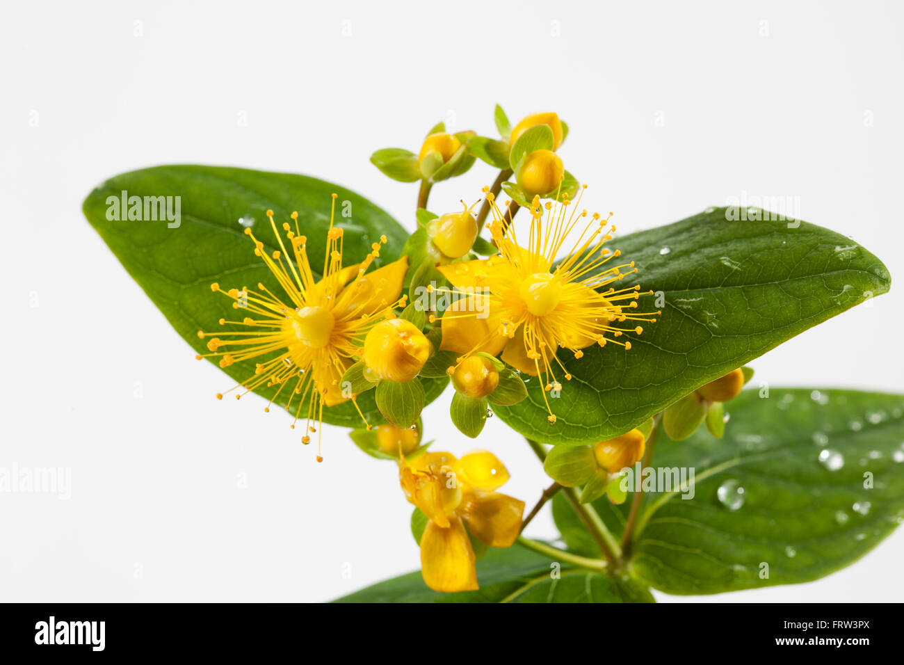 Wet perforate St John's-wort in front of white background, close-up Stock Photo
