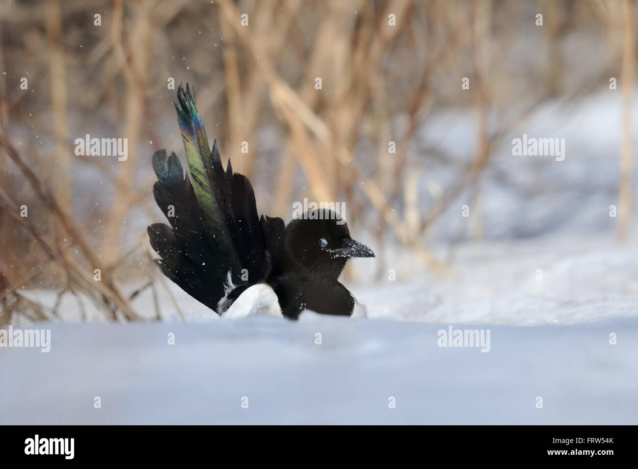 Common Magpie bathing in snowdrift Stock Photo
