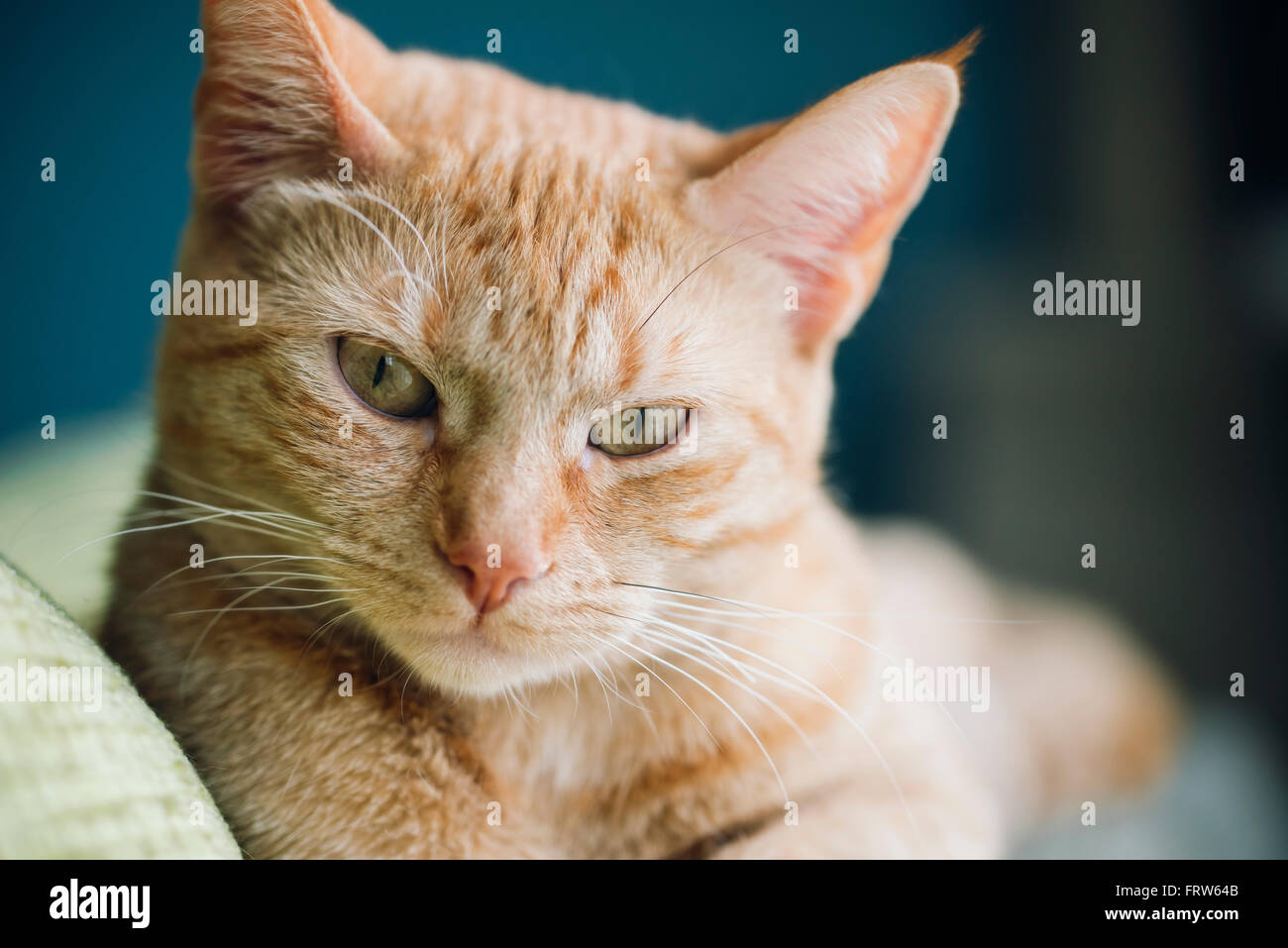 Portrait of tabby cat Stock Photo - Alamy