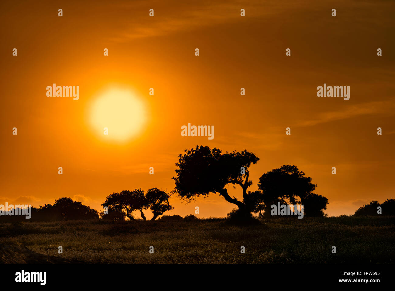 Sicily, carob trees at sunset Stock Photo Alamy