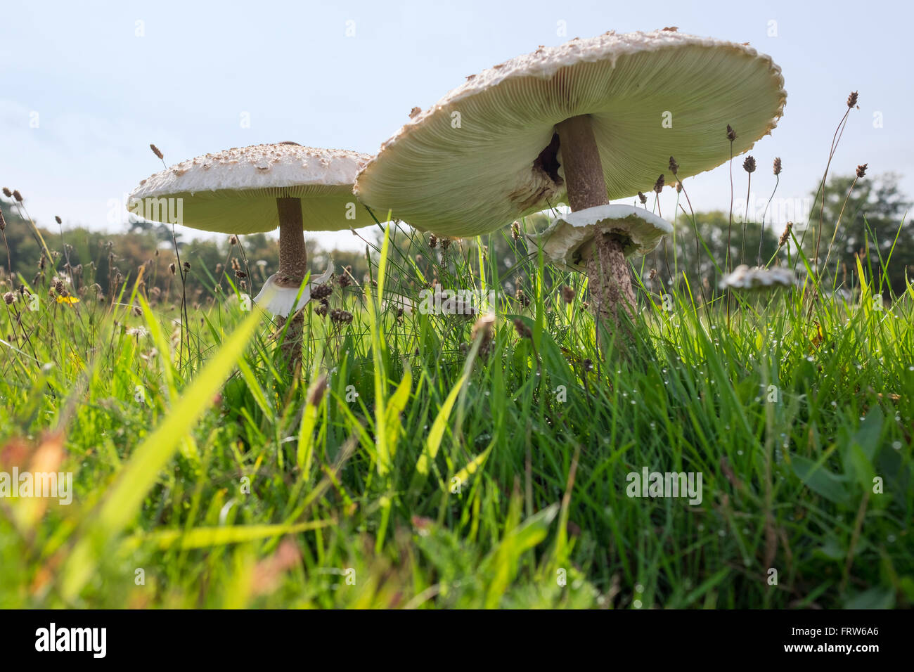 Parasol mushrooms, on meadow, Macrolepiota procera Stock Photo