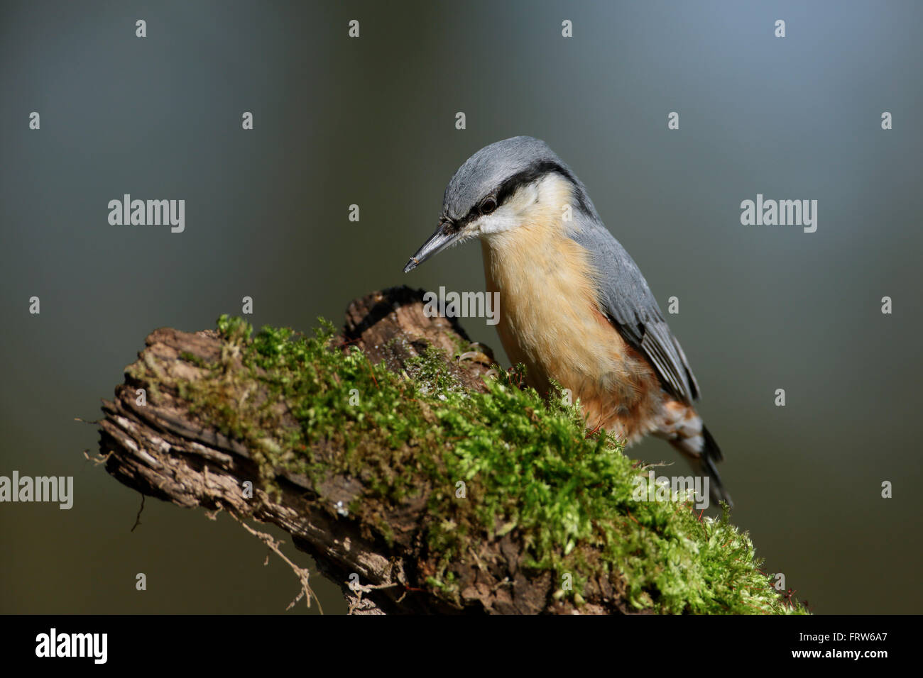 Eurasian Nuthatch on a branch Stock Photo