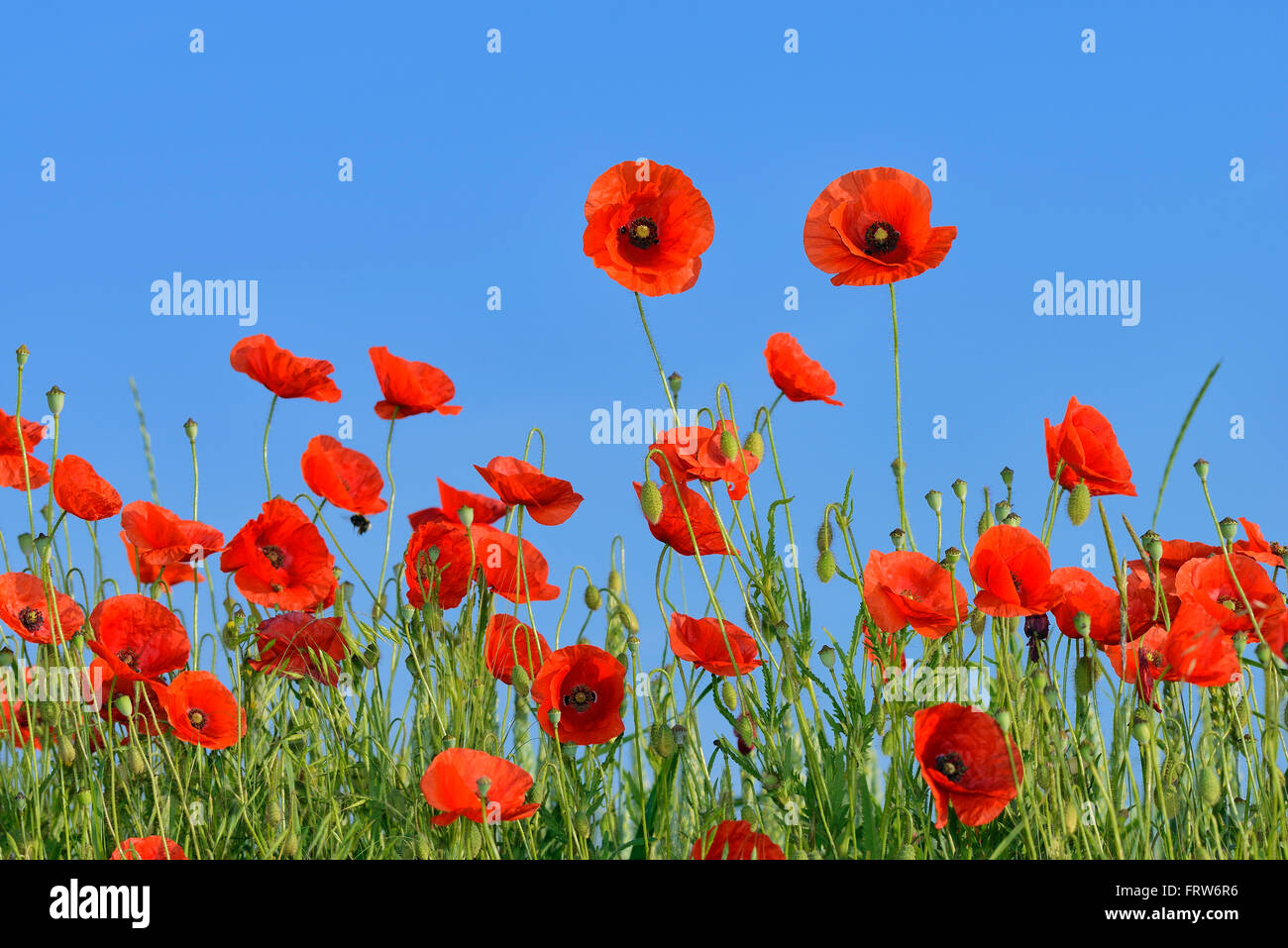 Papaver rhoeas, Common Poppy, Red Poppy, against clear blue sky Stock Photo