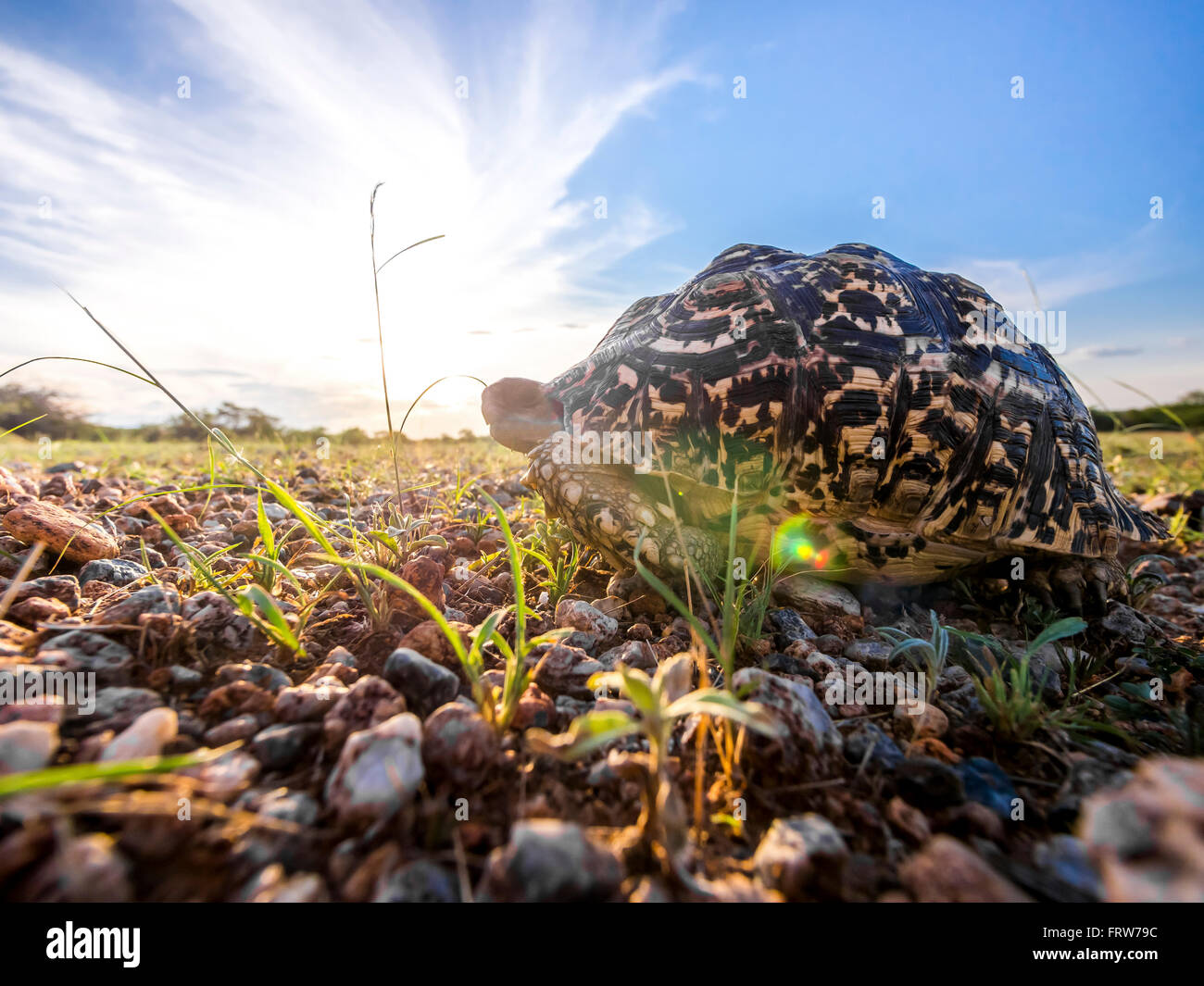 Namibia, Outjo, Ongava Wild Reservat, leopard tortoise at backlight Stock Photo