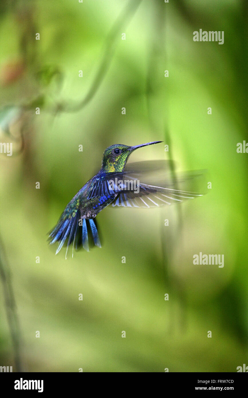 Woodnymph hi-res stock photography and images - Alamy