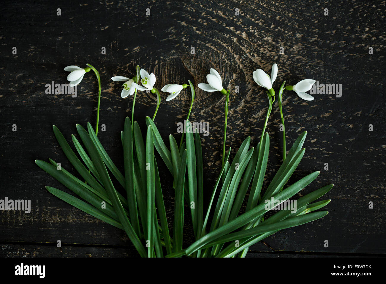Snowdrops In A Wood High Resolution Stock Photography and Images - Alamy