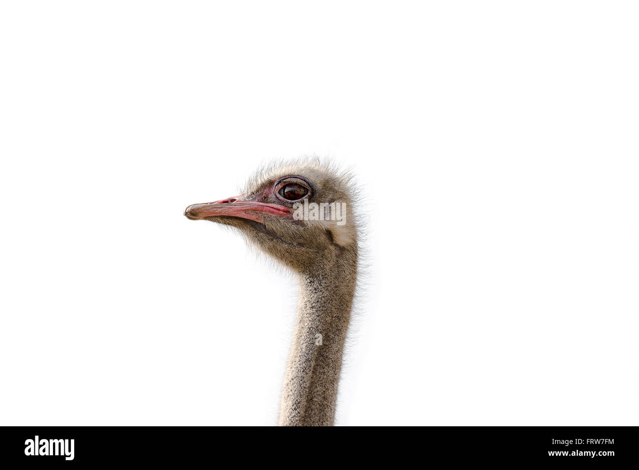 Russian Ostrich - ostrich farm (Moscow region) Russian Ostrich - ostrich farm (Moscow region)
