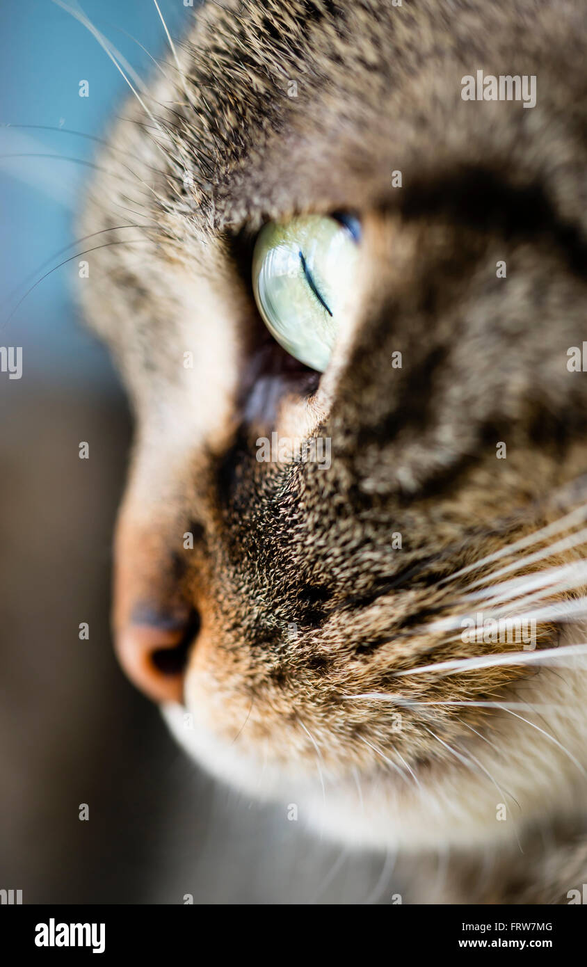 Face of tabby cat, close-up Stock Photo - Alamy