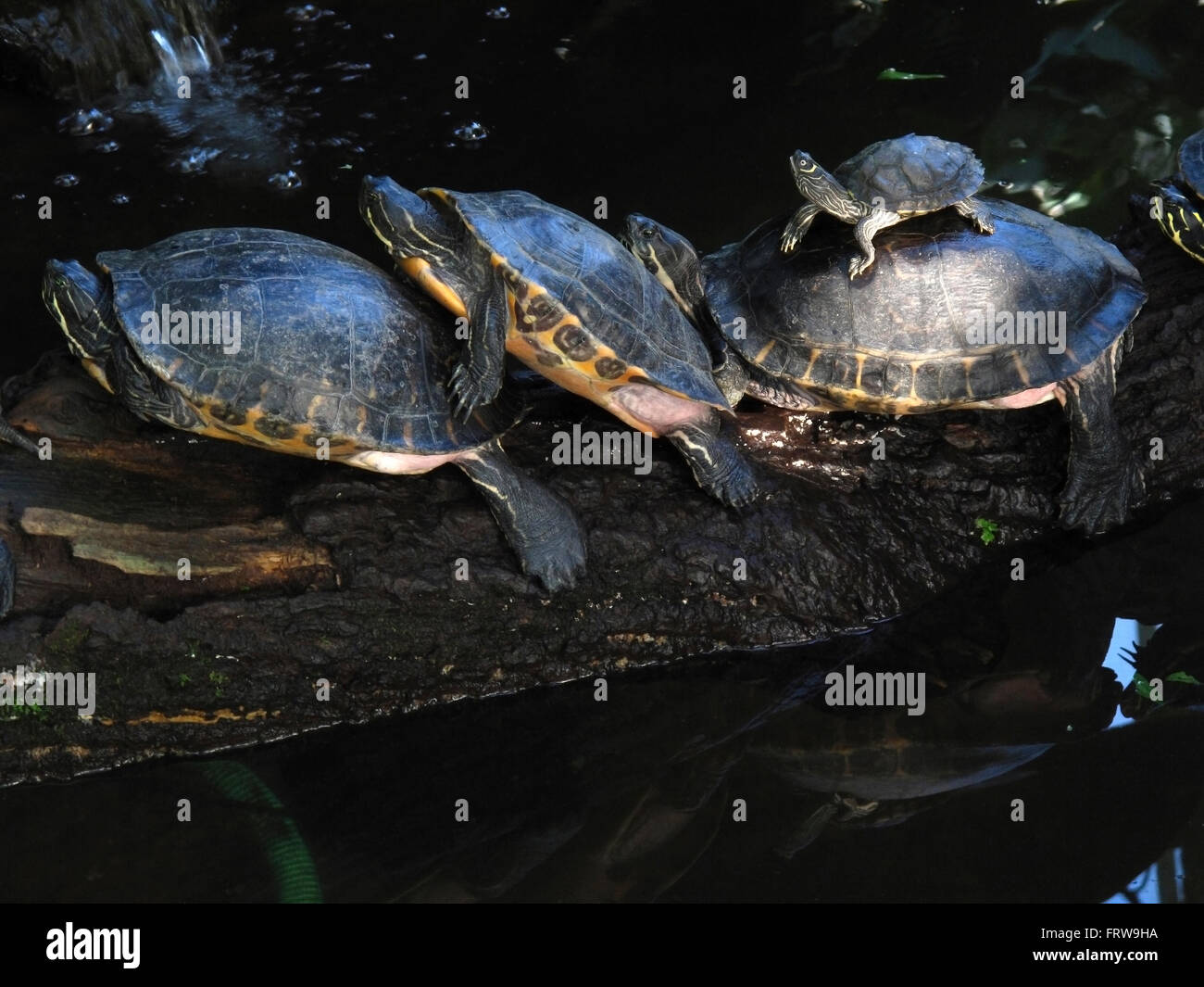 Row of three full-grown terrapins and young one on top of and old one Stock Photo