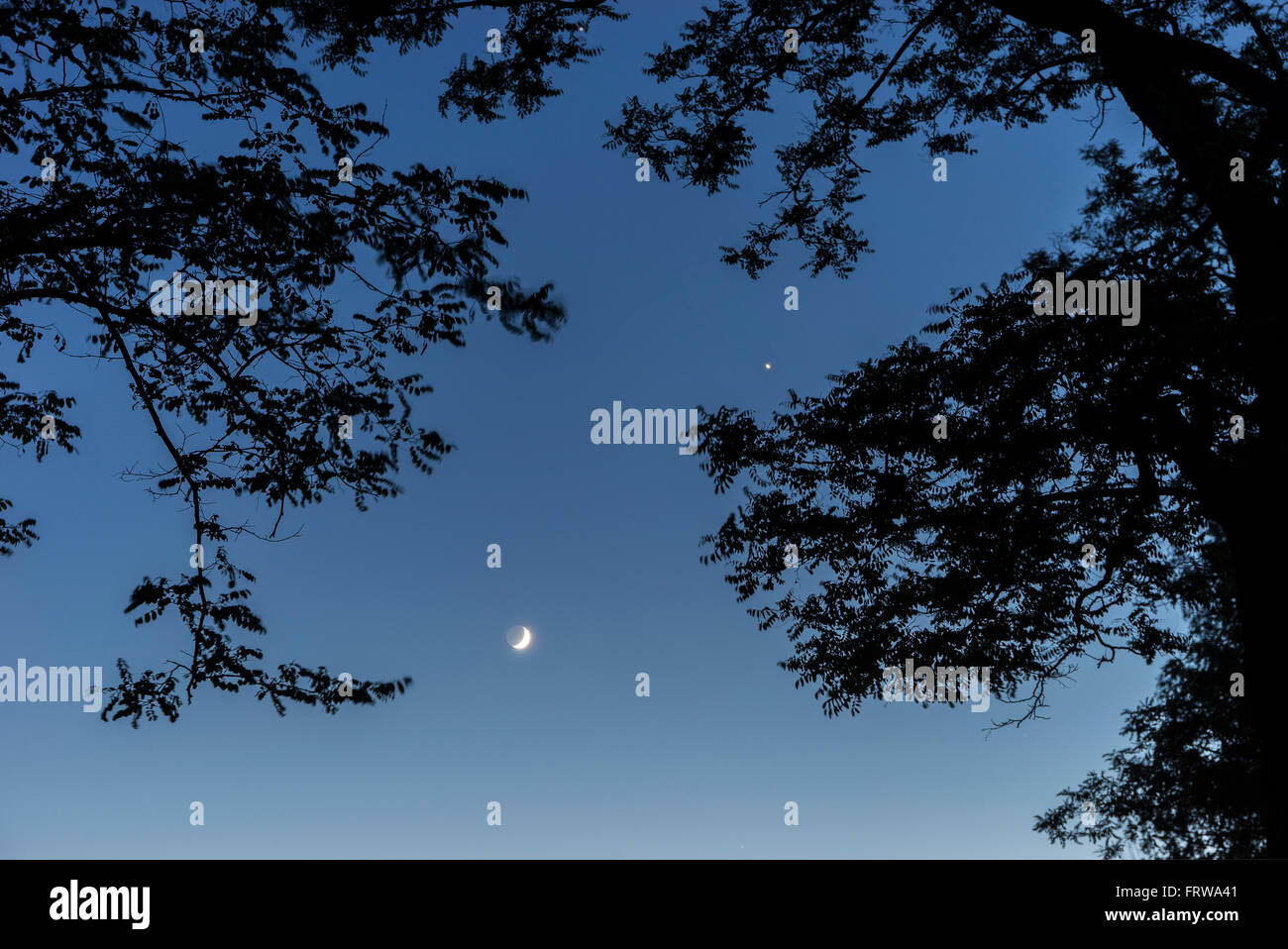 Silhouette of trees, moon and venus Stock Photo