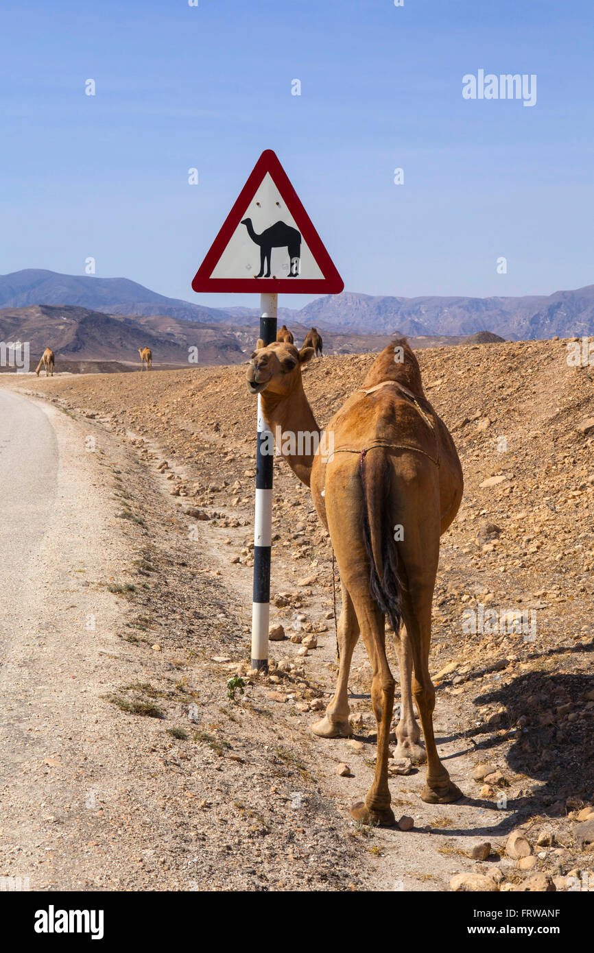 Camel crossing road sign in Oman road Stock Photo