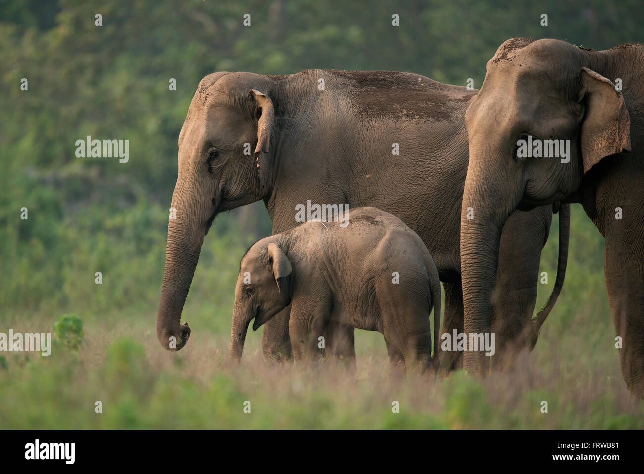 sweet elephant family travelling Stock Photo