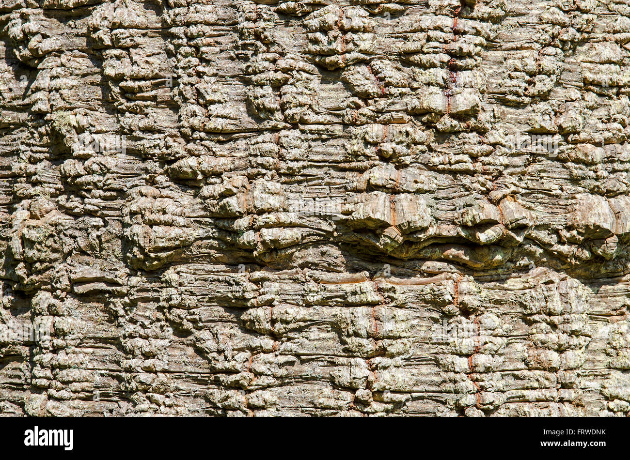 a close up the Bark on a Monkey Puzzle (Araucaria Araucana ) Tree Stock Photo