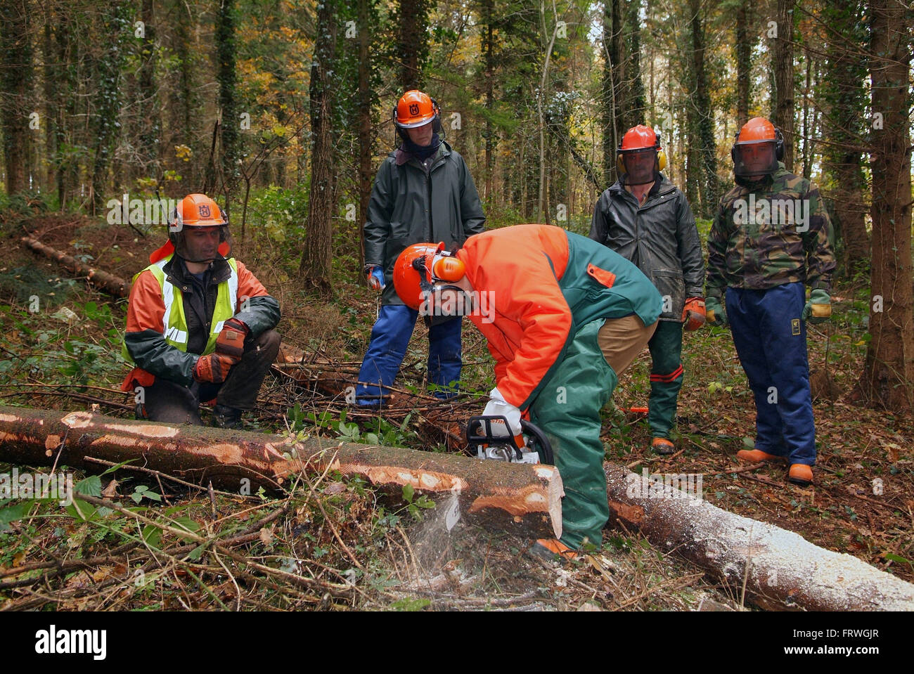 Chainsaw maintenance and cross cutting course for beginners in ...