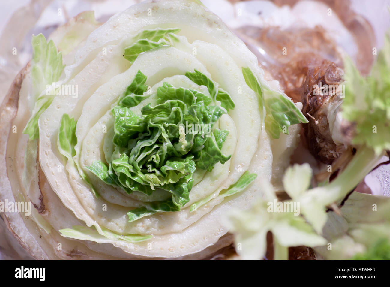 Chinese cabbage. Slicing vegetables edgewise and the germination of the crop. Stock Photo
