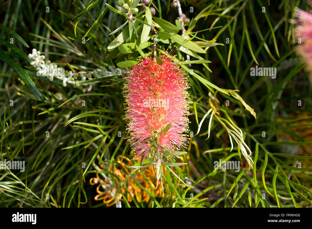 Pale pink callistemon Australian bottlebrush blooming in spring