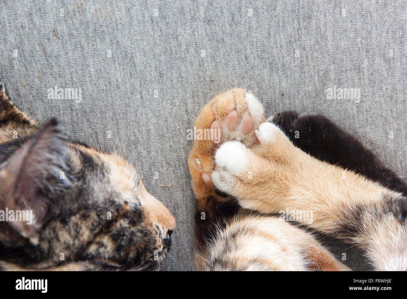 Feet of cat hires stock photography and images Alamy