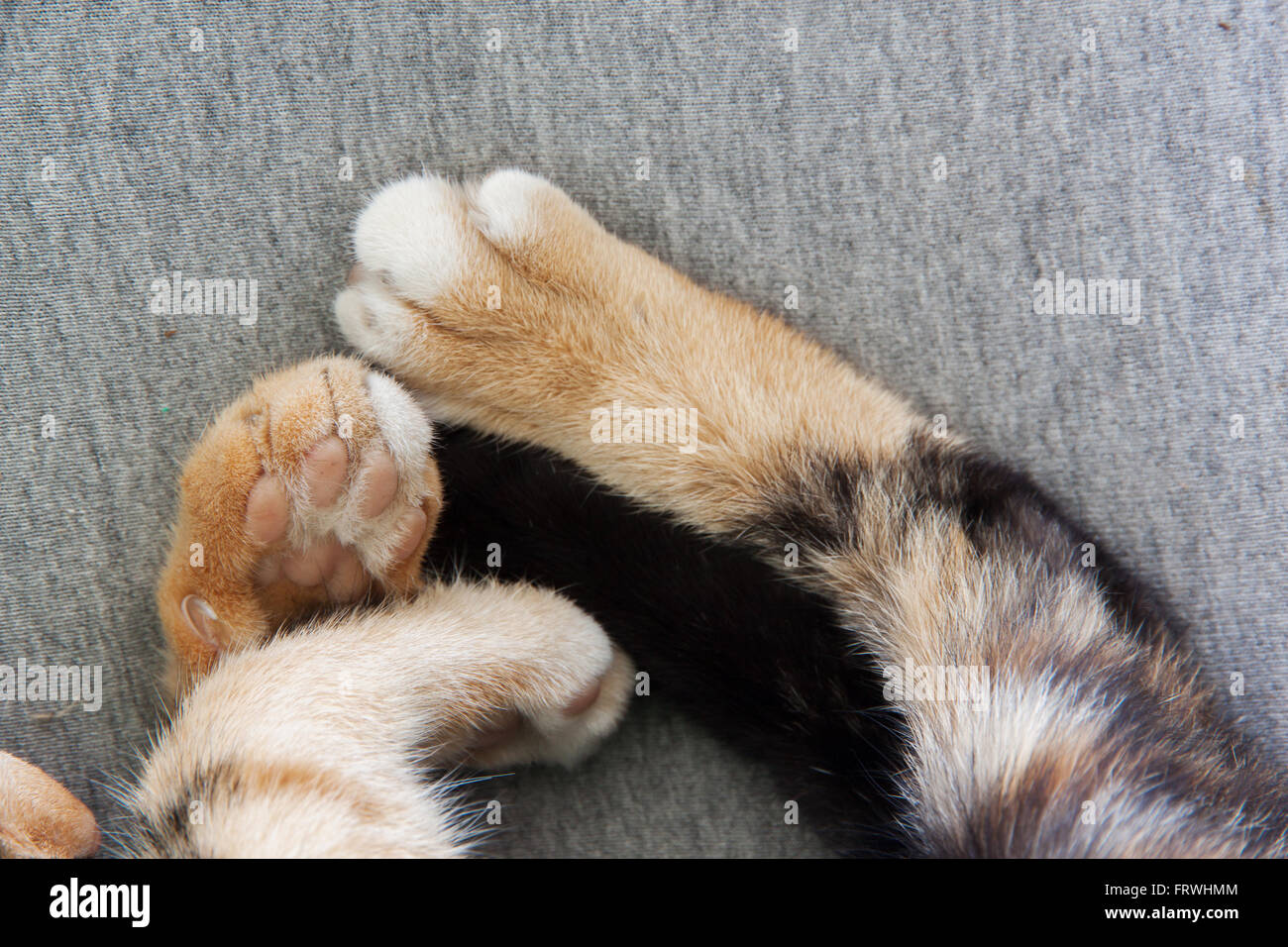 cat feet closeup. cat sleeping on a gray blanket Stock Photo Alamy