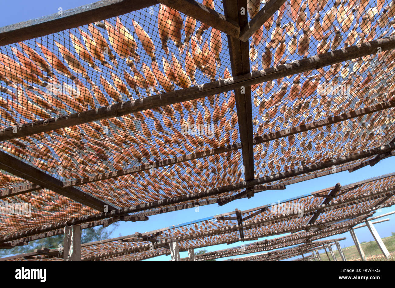 Solar drying hires stock photography and images Alamy