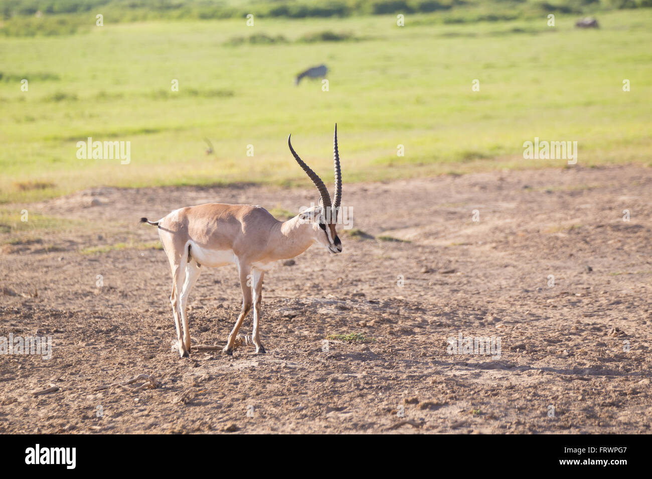 Gazelle hi-res stock photography and images - Alamy